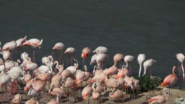 Flamant rose gratuit — Video