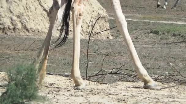 Giraffe in de struik — Stockvideo