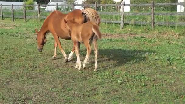 Mare et son poulain 