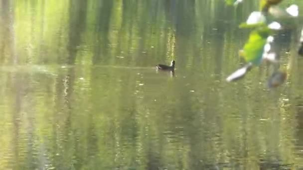 Ente im Fluss — Stockvideo