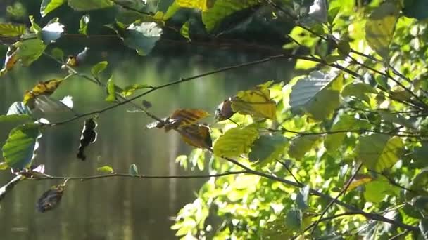 Ente im Fluss — Stockvideo