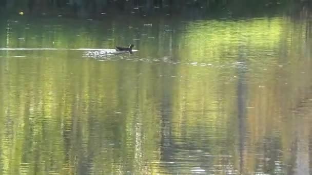 Pato en el río — Vídeos de Stock