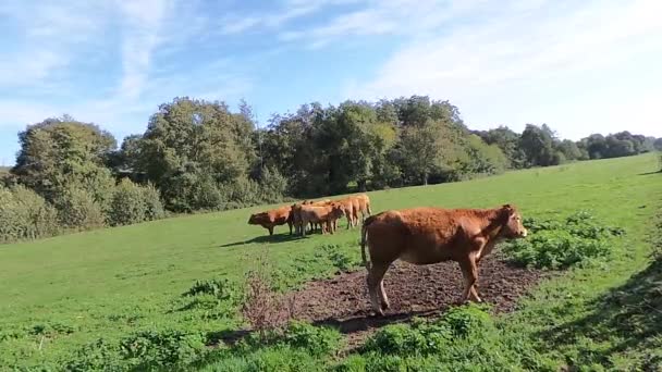 Nyáron a francia réten tehén — Stock videók