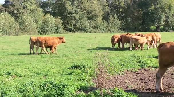 Αγελάδα στο γαλλικό λιβάδι το καλοκαίρι — Αρχείο Βίντεο