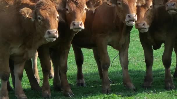 Cow on the French Meadow in Summer — Stock Video