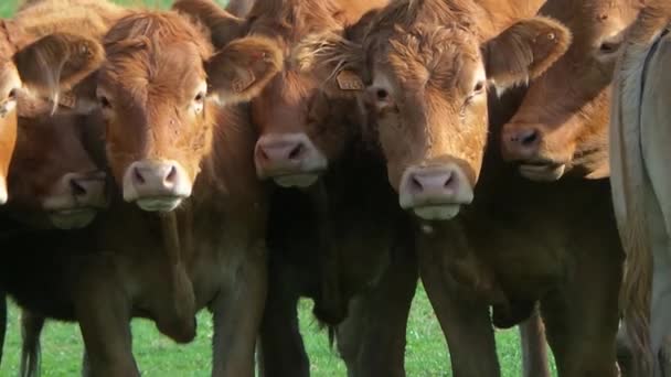 Vaca en el prado francés en verano — Vídeos de Stock