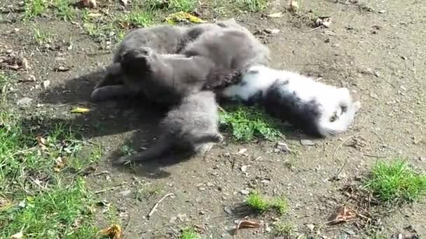 Katze im Mittagsschlaf — Stockvideo