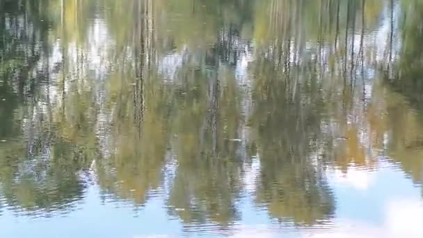 Reflet de l'arbre dans la forêt française en automne 