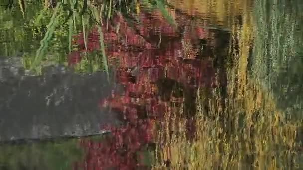 Canard dans la rivière