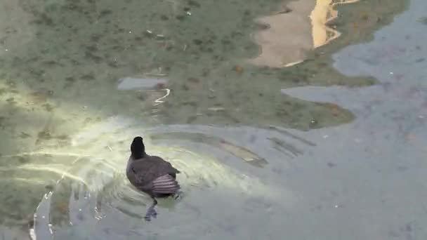 Ente im Fluss — Stockvideo