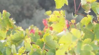 Yaprak ve çiçek Fransız kampanya