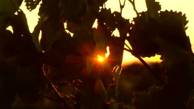 Yaprak ve çiçek Fransız kampanya