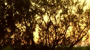 Günbatımı Camargue Fransa Milli Parkı içinde