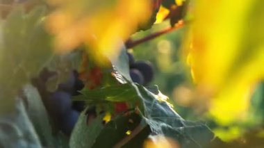 Yaprak ve çiçek Fransız kampanya