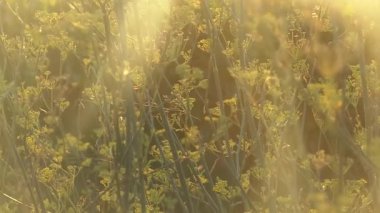 Fransız kampanyadaki sonbaharda kır çiçeği