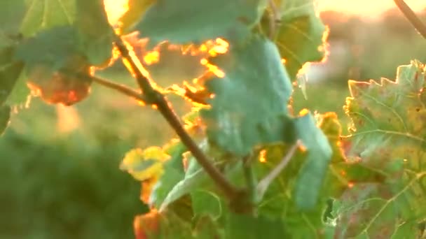 Bladeren en bloem in de Franse campagne — Stockvideo