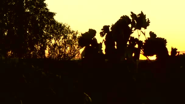 Feuilles et fleurs dans la campagne française — Video