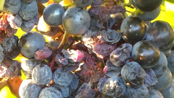 Листя і квіти в французький акція — стокове відео