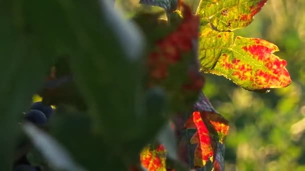 Hojas y flores en la campaña francesa — Vídeo de stock