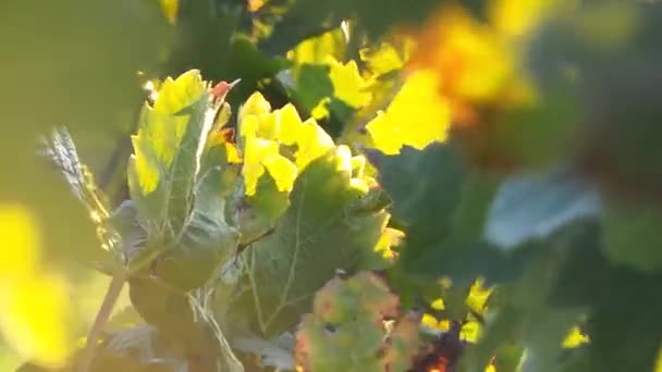 Листья и цветы во время французской кампании — стоковое видео