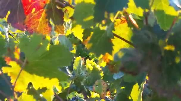Bladeren en bloem in de Franse campagne — Stockvideo