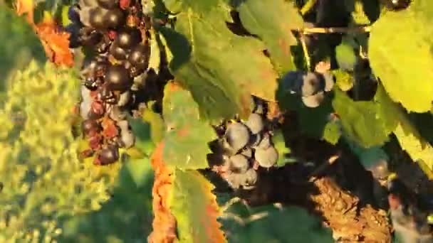 Feuilles et fleurs dans la campagne française 