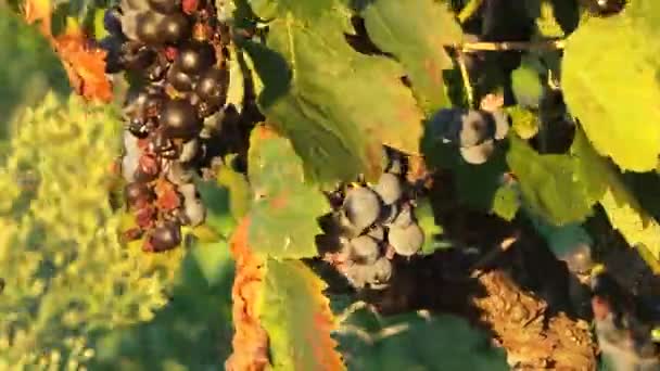 Folhas e flores na campanha francesa — Vídeo de Stock