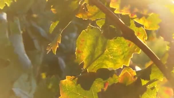 Bladeren en bloem in de Franse campagne — Stockvideo