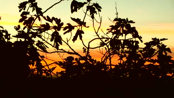 Solnedgång i nationalparken Camargue i Frankrike — Stockvideo
