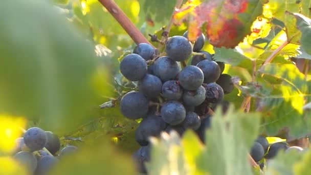 Grapes on vineyards in the French campaign — Stock Video