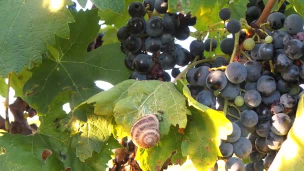 Виноградник французский осенью — стоковое видео
