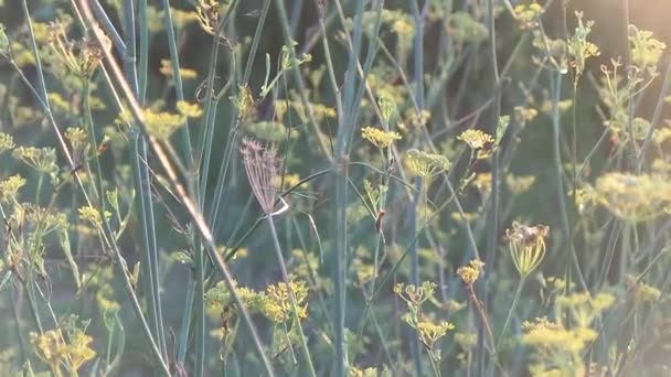 Feuilles et fleurs dans la campagne française — Video