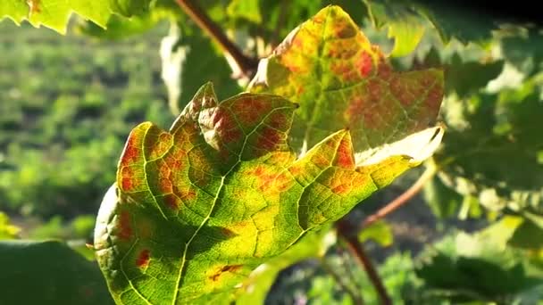 Weinberg französisch im Herbst — Stockvideo