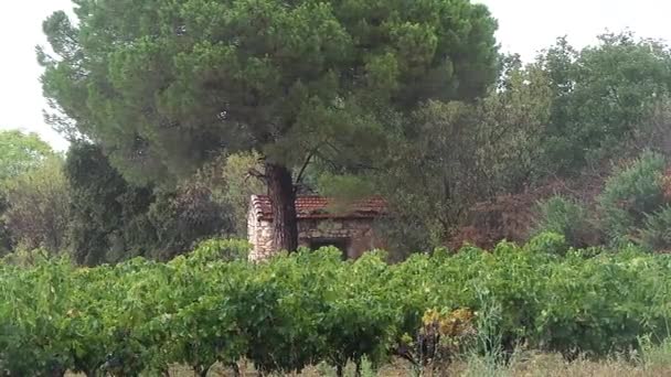 Weinberg französisch im Herbst — Stockvideo