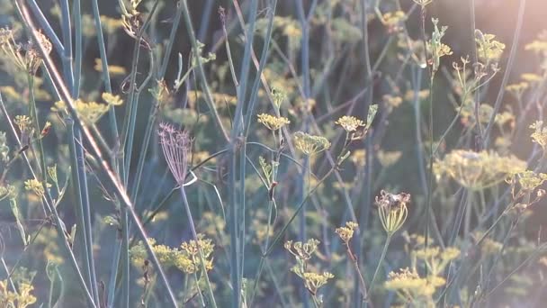 Het huis in wijngaarden en windturbine — Stockvideo