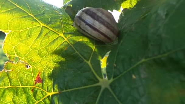 Vineyard and Snail under the sky of Provence — Stock Video