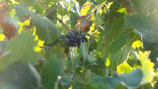 Vine stock in autumn — Stock Video