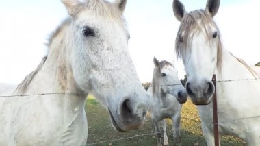 Fransız kampanya atları