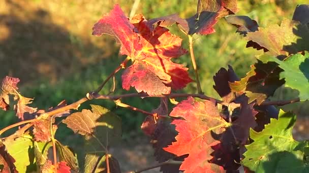 Wijnstok voorraad in de herfst — Stockvideo