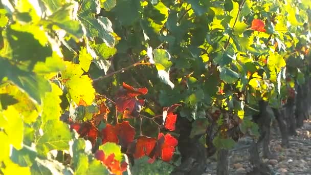 Wijnstok voorraad in de herfst — Stockvideo