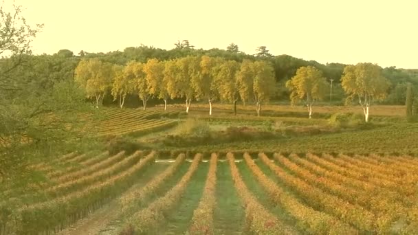 Осенний запас винограда — стоковое видео