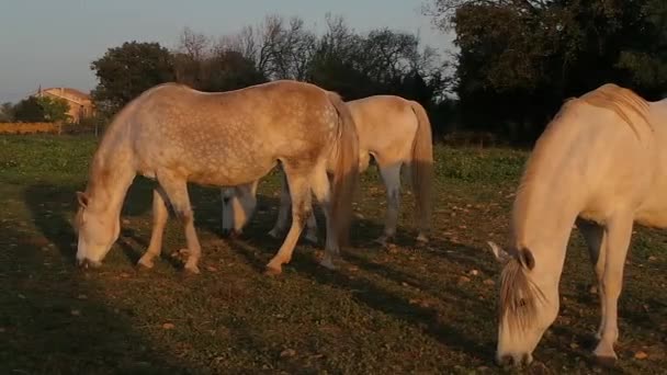 Les chevaux dans la campagne française 
