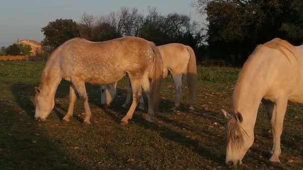 Los caballos en la campaña francesa — Vídeo de stock