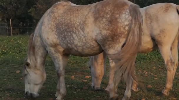 Los caballos en la campaña francesa — Vídeo de stock