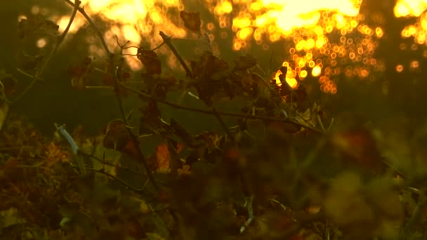 Захід сонця у французьких виноградників — стокове відео