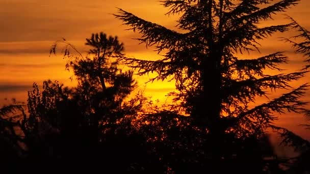 Ηλιοβασίλεμα στο φθινόπωρο ξύλο — Αρχείο Βίντεο