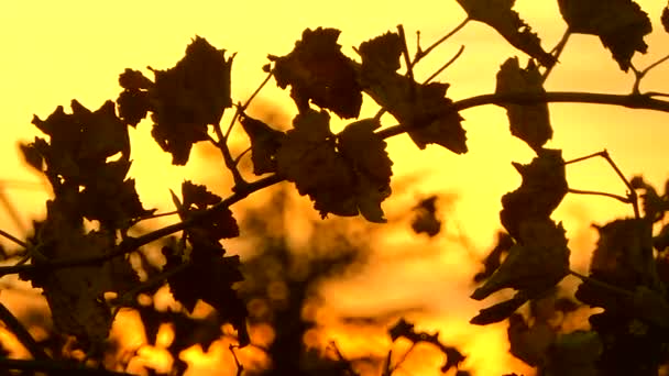 Закат во французском винограднике — стоковое видео