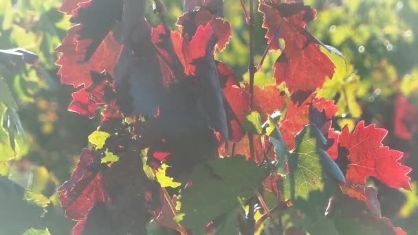 Zonsondergang op de druiven op wijngaarden — Stockvideo