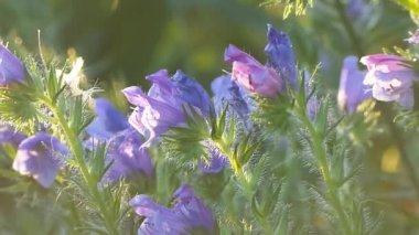 Ormanın içinde mevsim kır çiçekleri