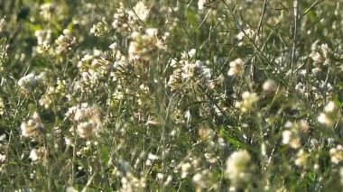 Fransız kampanyadaki mevsim kır çiçekleri